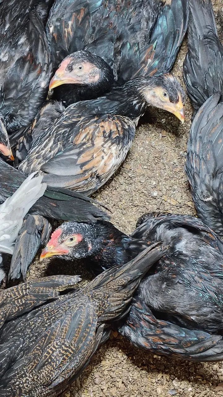 Pintos da raça Mura com 70 Dias ideal para reprodutores valor individual 100 reais - Foto 6