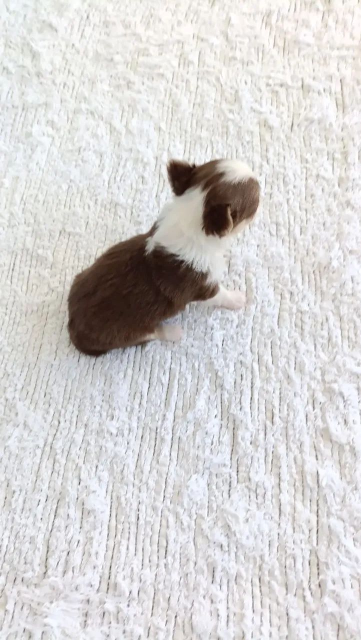 Macho chihuahua  - Foto 2