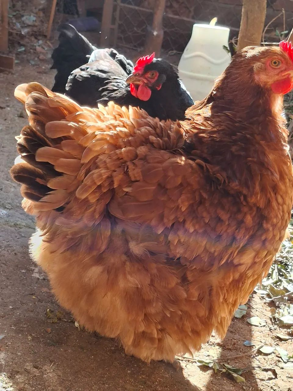 Ovos férteis  - Foto 5