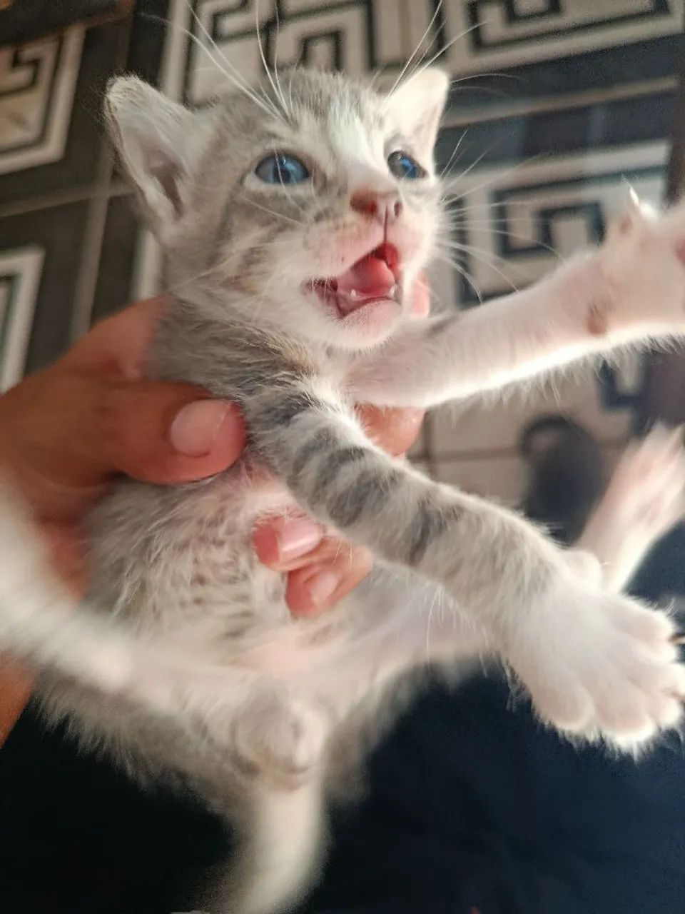 Lindos Gatos  - Foto 2