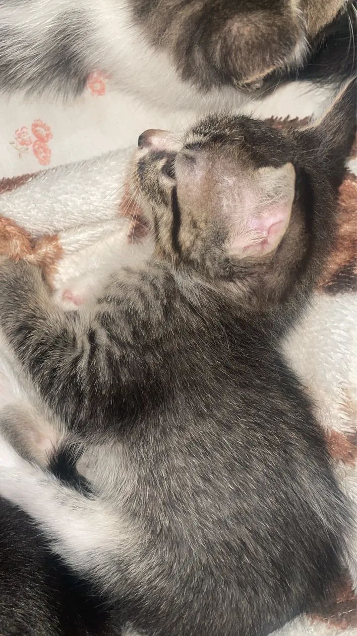 Gato para doação 