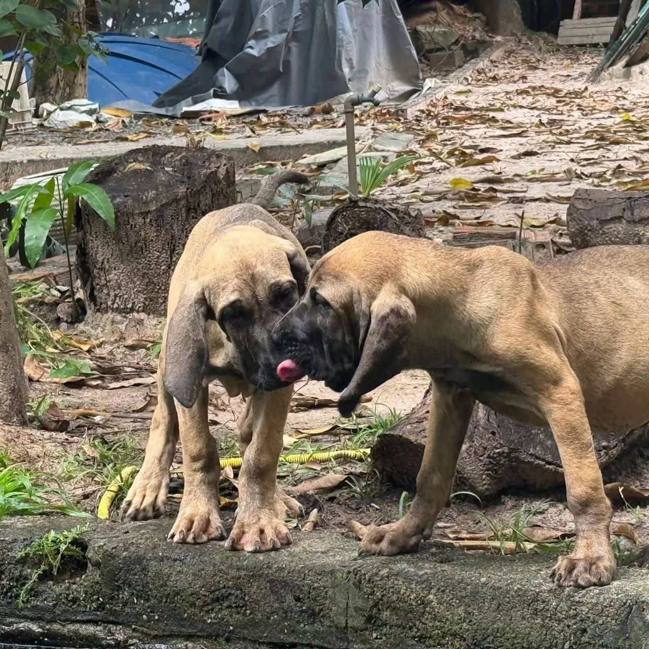 Cachorro  - Foto 3