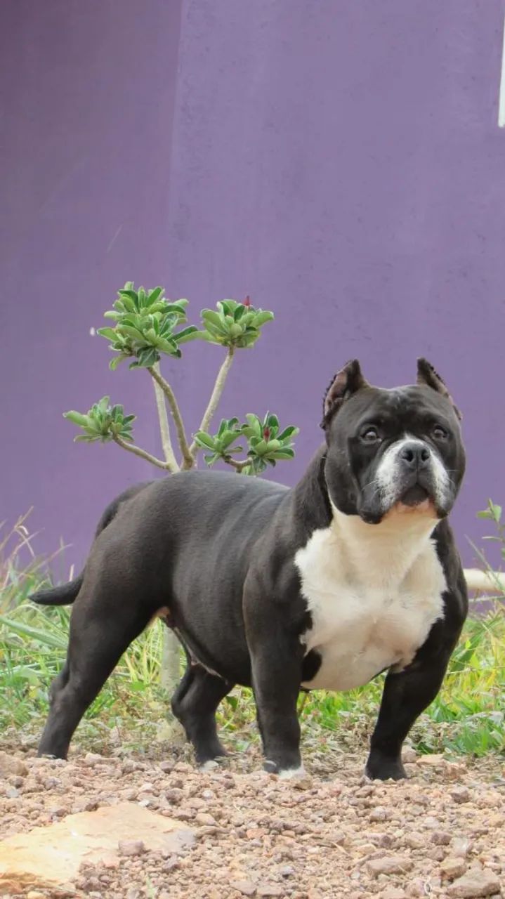 American Bully 
