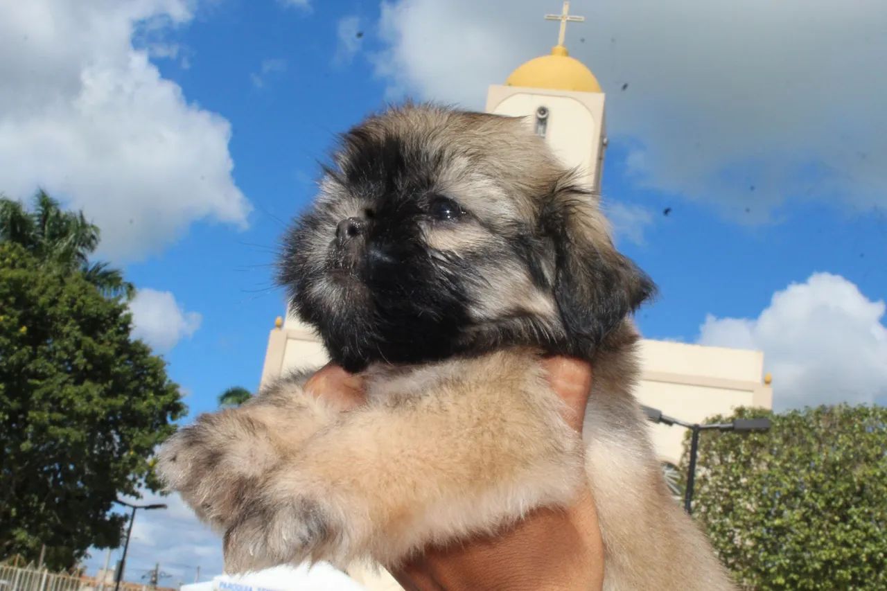 Shih Tzu - Foto 3