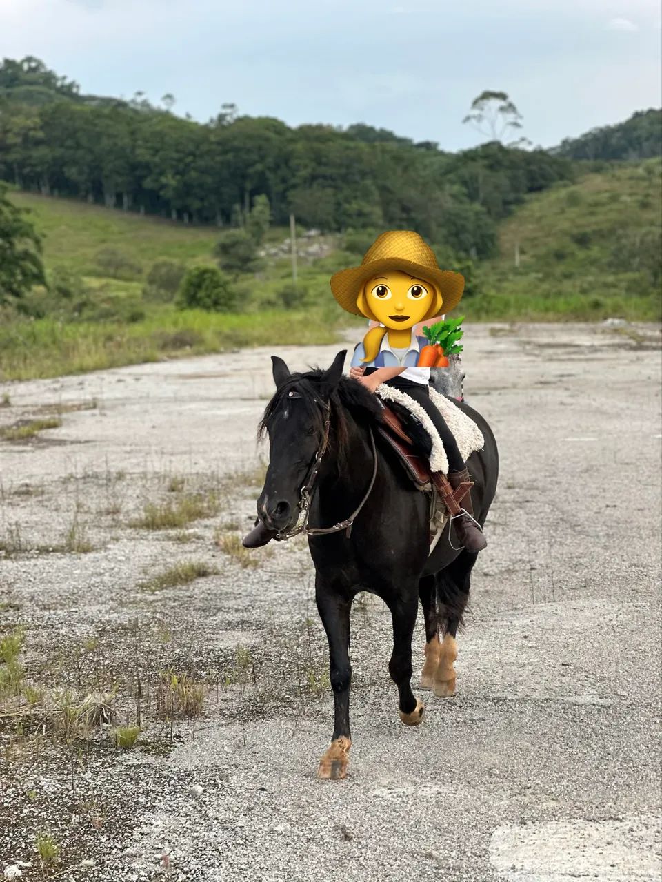 Égua crioula preta  - Foto 2