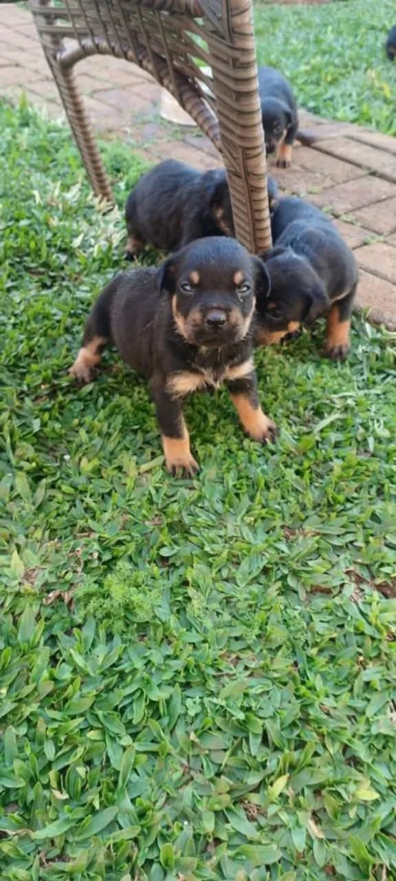 Filhote de Rottweiler  - Foto 4