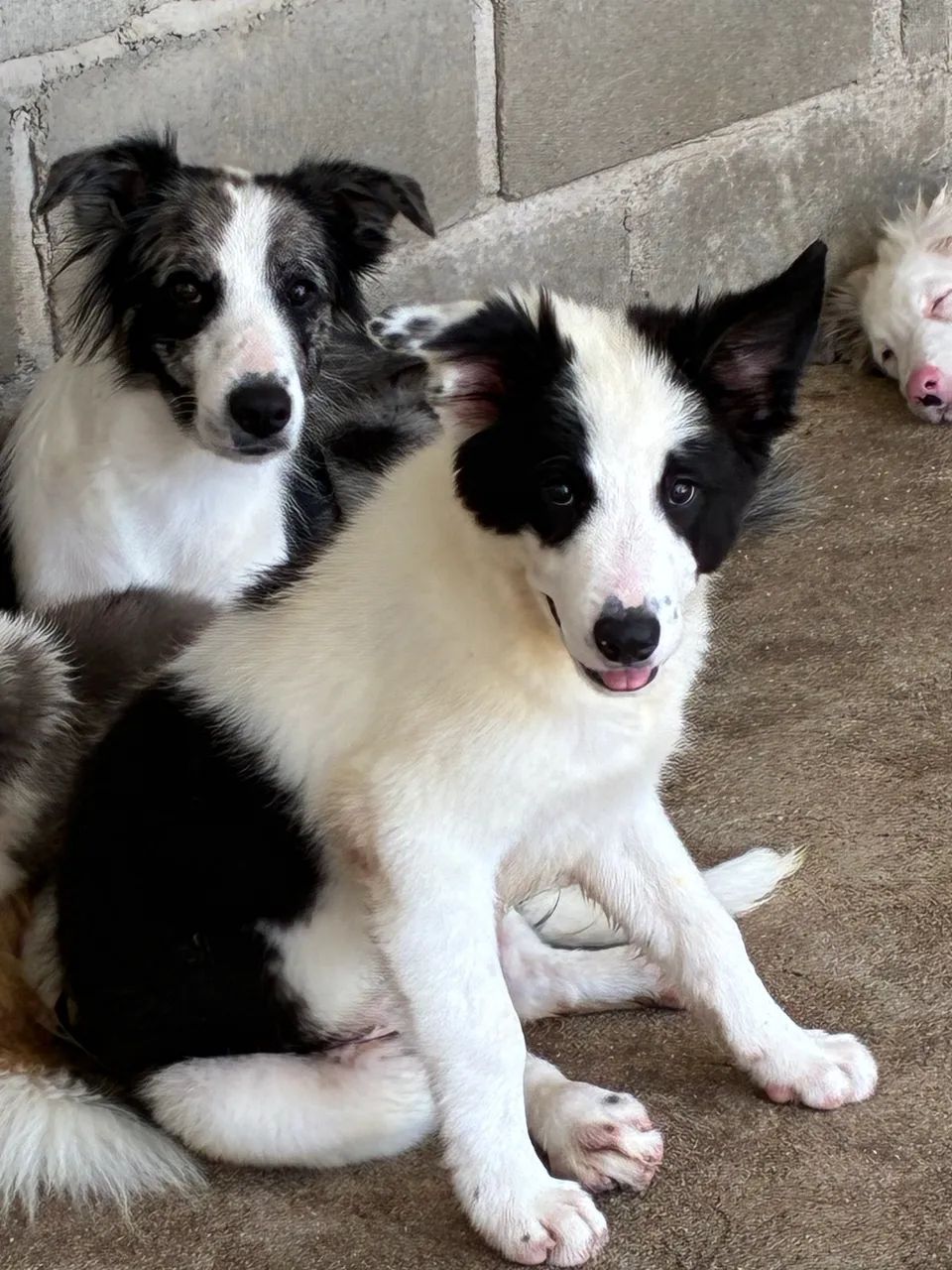 Border Coollie 3 meses - Foto 2