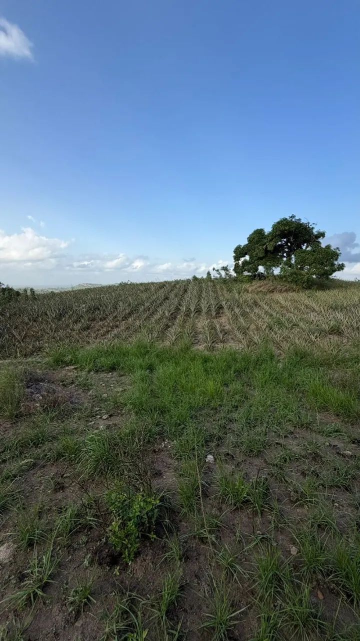 PROPRIEDADE RURAL À VENDA NO MUNICÍPIO DE POMBOS/PE - Foto 4