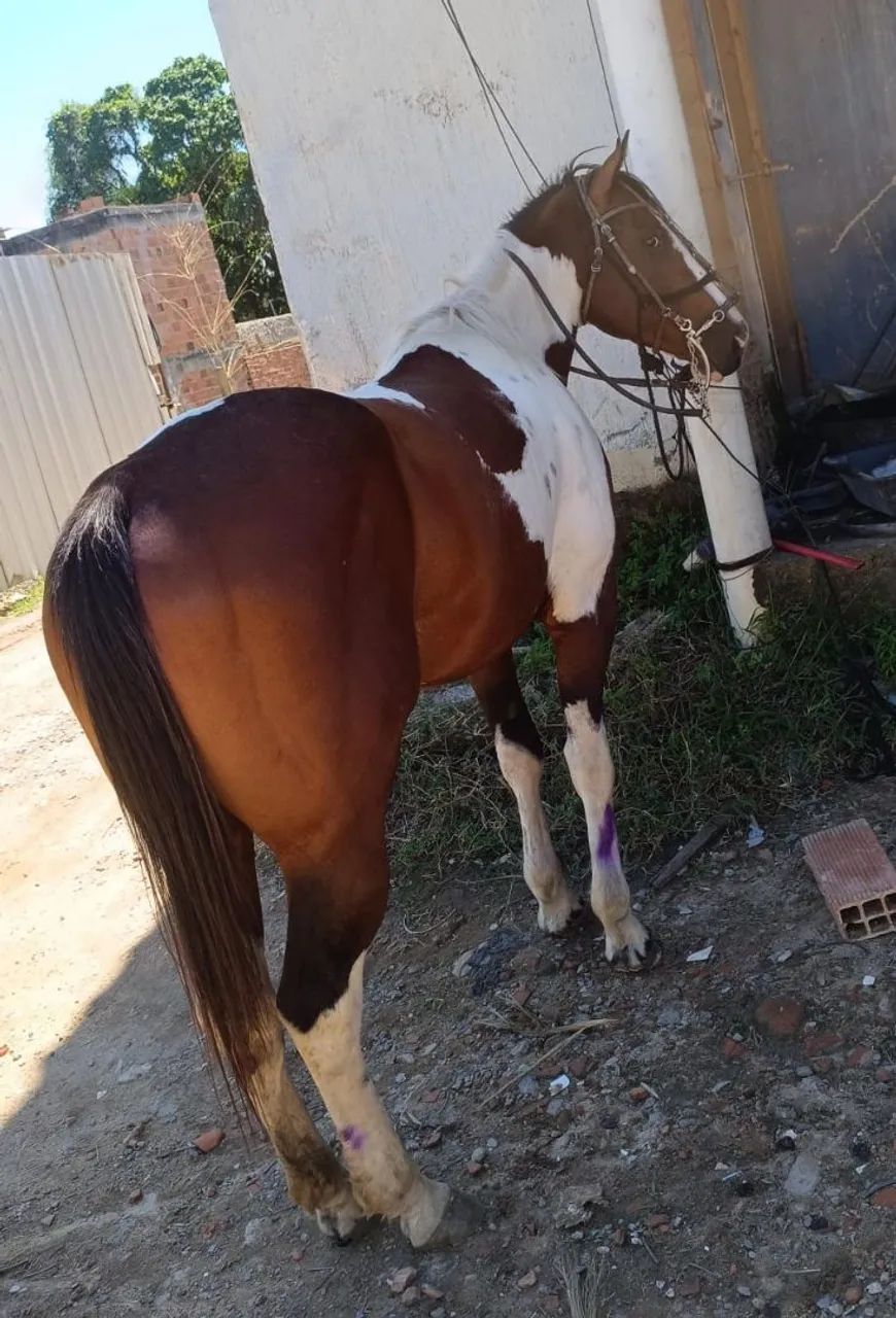 Cavalo. Vendo ou troco! QM  - Foto 3