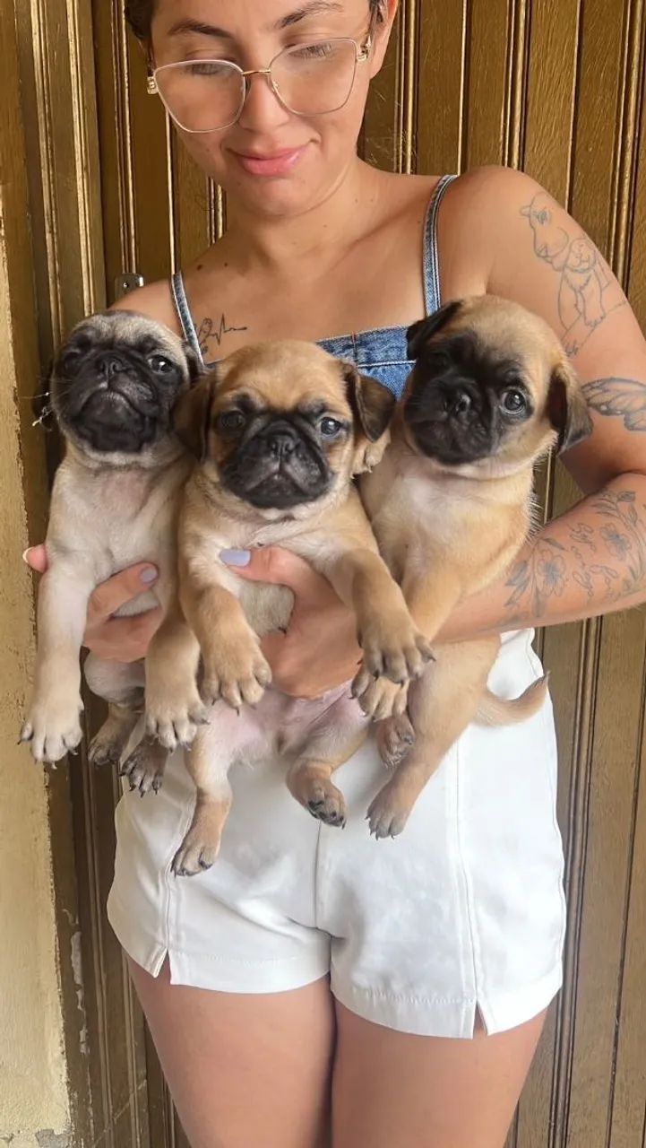 Filhotes de Pug