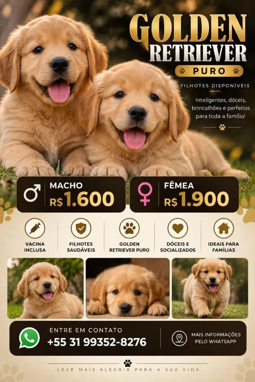 Golden retriver  - Foto 4