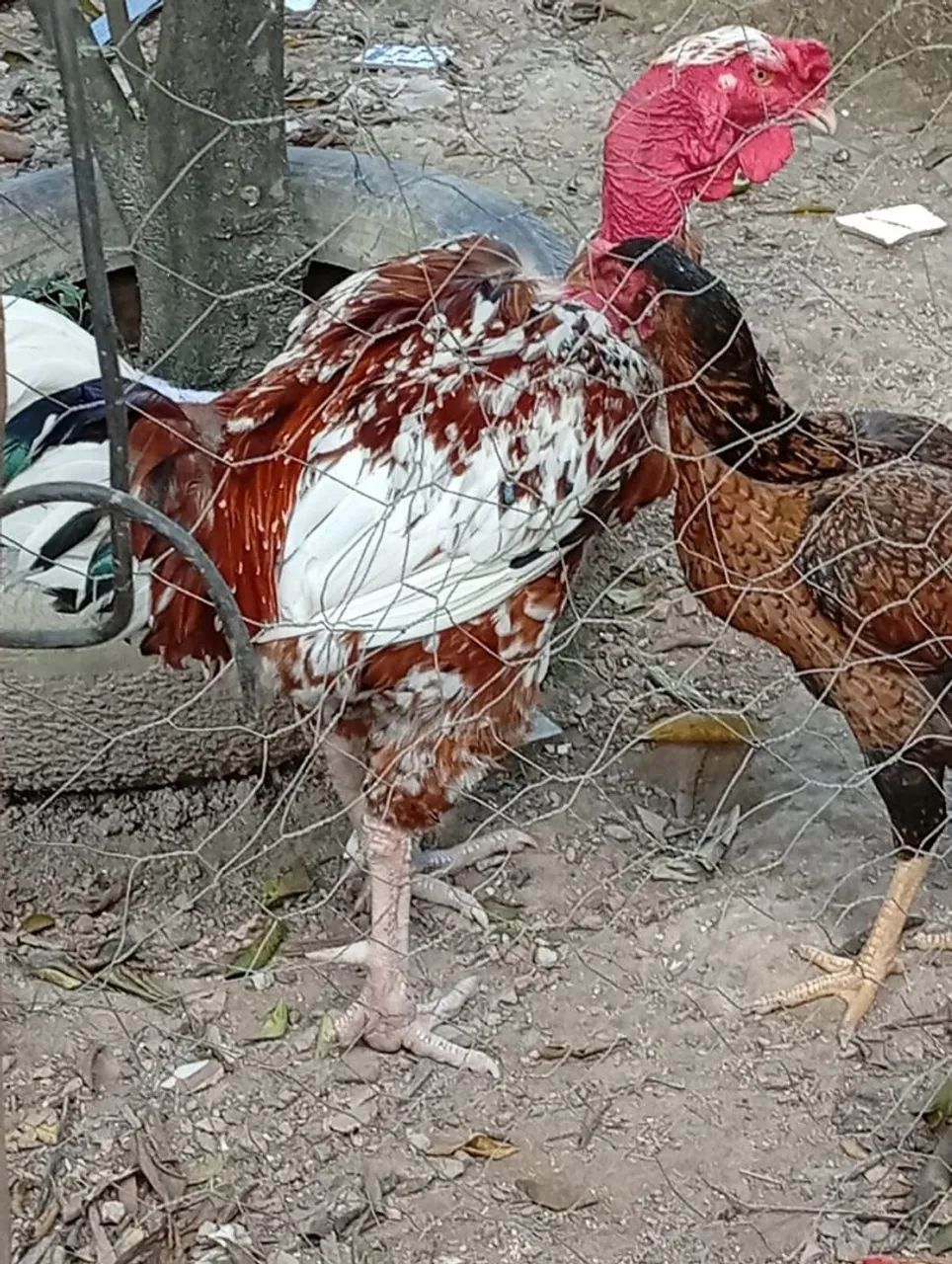 .galos e frango  - Foto 3