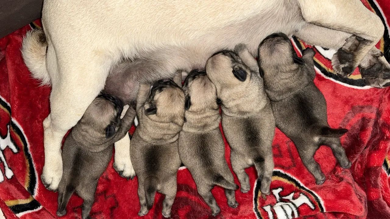 Lindos Pug disponível 