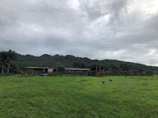 240 Alq. 160 km de Goiânia. (Gado e Soja) - Foto 7