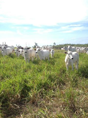 Fazenda de 606 hectares, S. Joao da Baliza De porteira fechada. ler descrição do anuncio - Foto 6