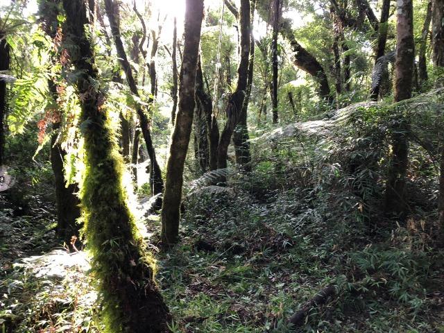 Chácára pro seu lazer/morar com 20.000m², plana/mata/nascente/ área in-natura só R$120mil - Foto 2