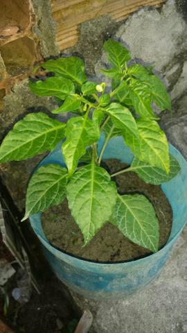 Pimenteira olho de peixe - Foto 2