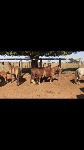 Cavalo - Foto 3