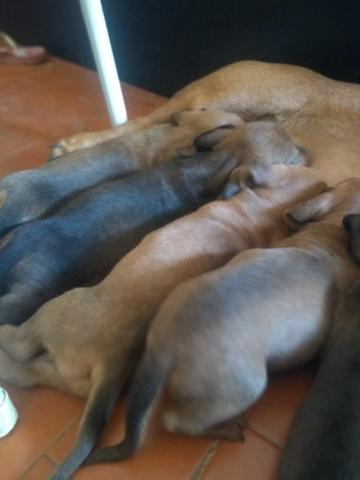 Salsichinhas,tekel,daschund