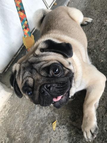 Procuro fêmea pra cruzar - Foto 4