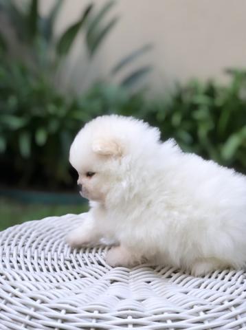 Vende-se macho Lulu da Pomerânia branco - Foto 2