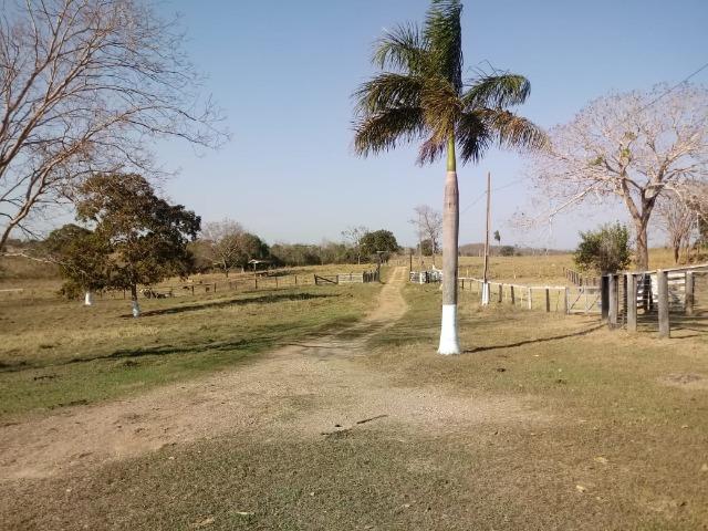 Fazenda Proximo da Estrada da Guia - Foto 9