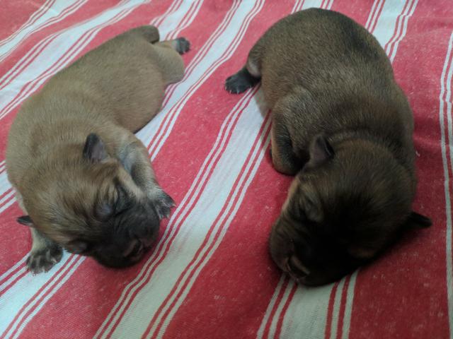 Filhotes de Chow Chow - Foto 3