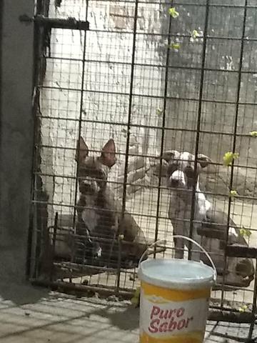 Pit bull