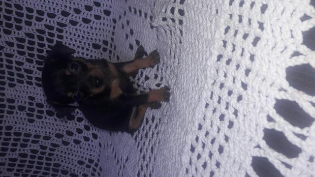 Pinscher Macho a partir de 350 e fêmea a partir de 650 - Foto 5