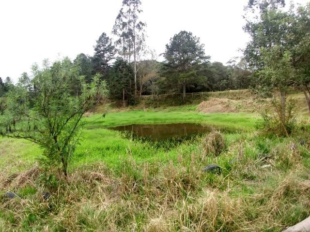 Fazenda em Campo Largo Bairro São Silvestre - Foto 13