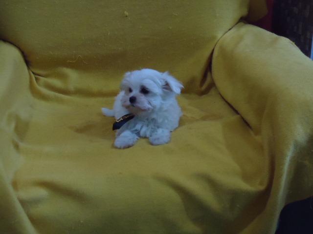 Filhotes Cães Maltês e Shi-Tzu Machinhos-2 Vacinas-Pedigree's Opç - Foto 2