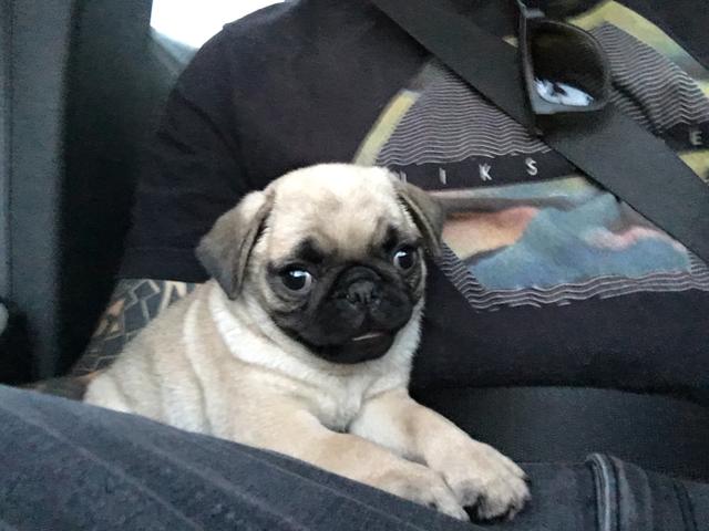 Pug fêmea e macho ^^