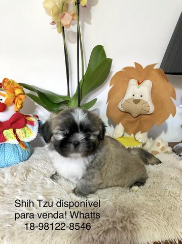Shih Tzu - Foto 2