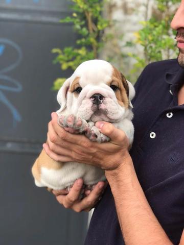 Bulldog Inglês contrato de garantia genética e viral - Foto 6