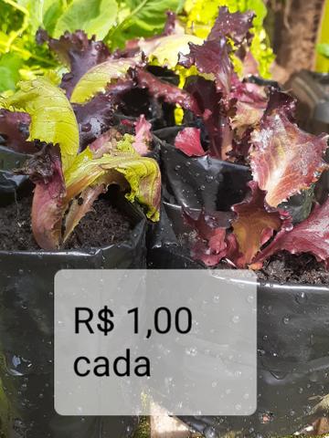 Mudas de hortaliças, e suculentas plantas em geral - Foto 6