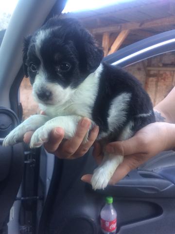 Lhasa com pedigree