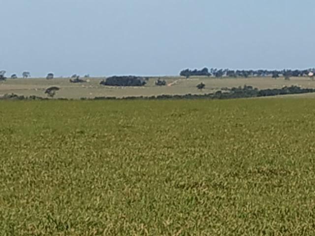 Fazenda Divisa com Paraguai 3.354 Alqueires Paulista!!!!!! - Foto 5