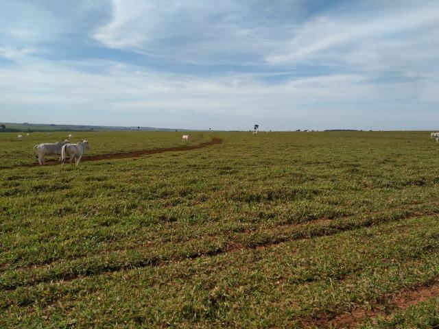 Fazenda Divisa com Paraguai 3.354 Alqueires Paulista!!!!!! - Foto 7