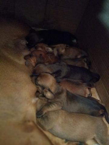 Salsichinhas,tekel,daschund - Foto 6