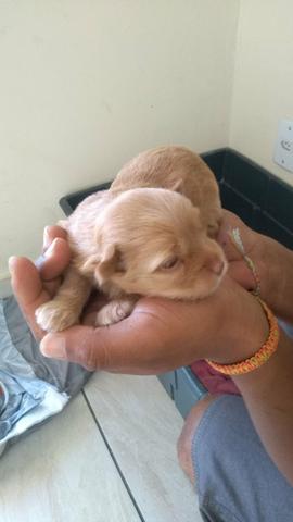 Cachorro Yorkshire - Foto 3