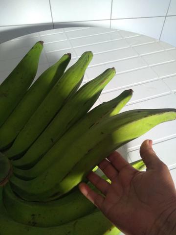 Mudas d banana