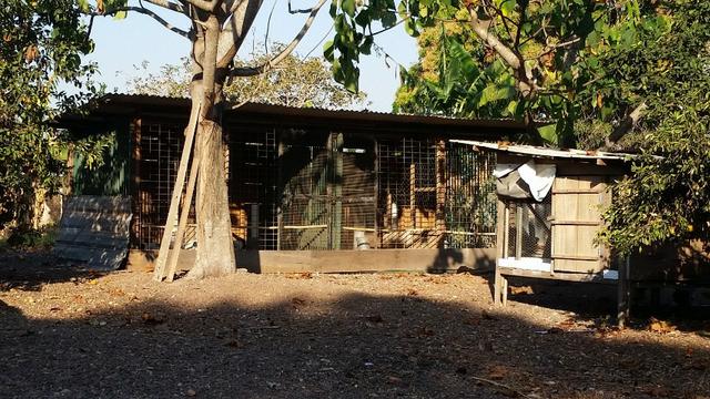 Sitio para arrendamento na região do aricazinho, pedra 90 - Foto 6