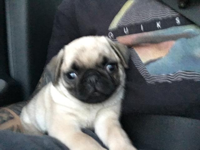 Pug fêmea e macho ^^ - Foto 2