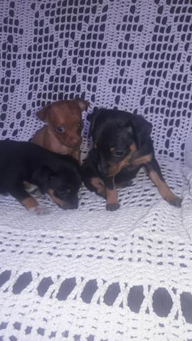 Pinscher Macho a partir de 350 e fêmea a partir de 650 - Foto 2