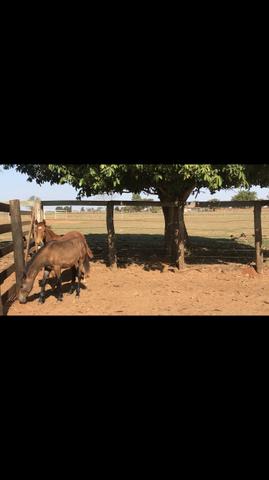 Cavalo - Foto 5