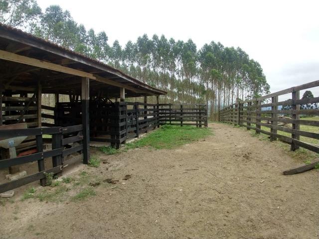 Fazenda em Campo Largo Bairro São Silvestre - Foto 19