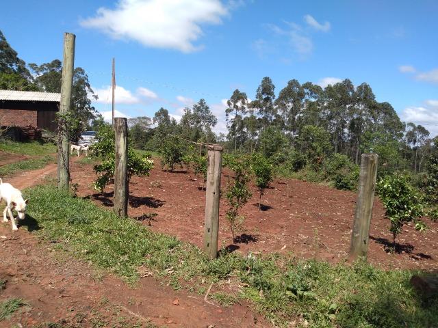Chácara de 3,2 ha Na Localidade de Pinheiros - Montenegro - RS. 102 - Foto 6