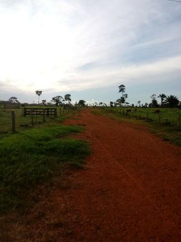 Fazenda 15000 hectares em vila bela, ha 60 km ponte e Lacerda - Foto 4
