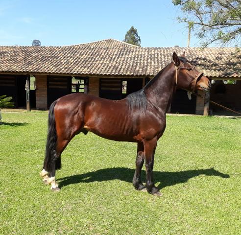 Alugo Cabanha com estrutura completa ! - Foto 8