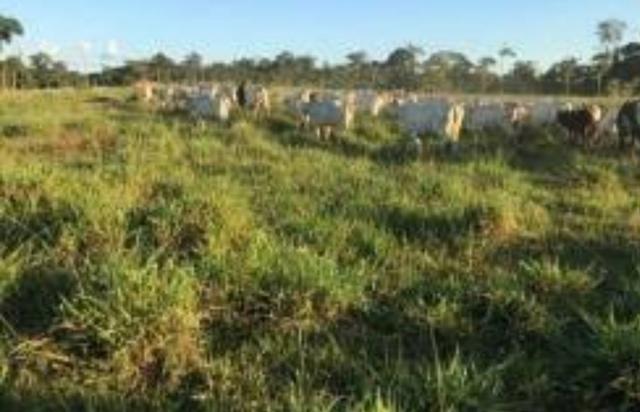Área de terra com 20 hectares com 80 de pasto - Foto 4